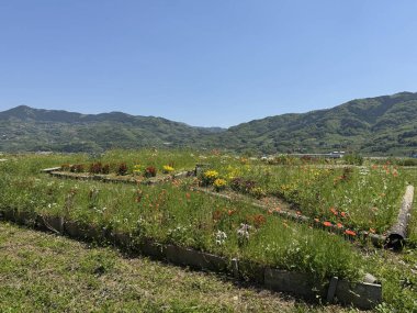Çiçekli yatak ve dağ manzarası