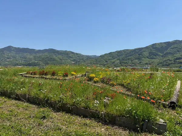 Çiçekli yatak ve dağ manzarası