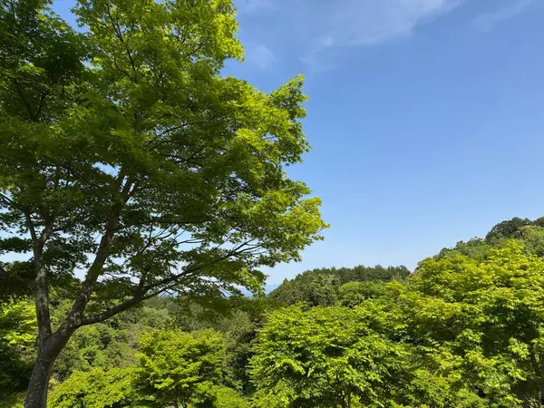 Yeşil yapraklar taze yeşil mevsimde büyür.