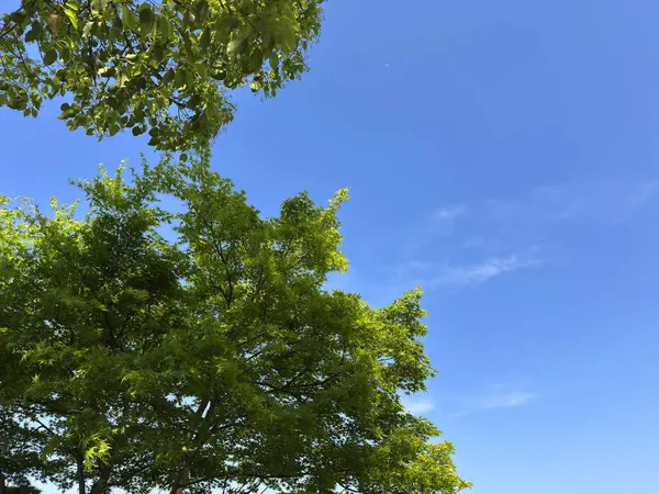 Taze yeşillik mavi gökyüzünde parlıyor 02