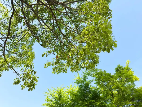 Taze yeşillik mavi gökyüzüne karşı parlıyor 01