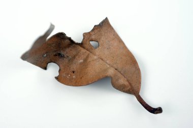 Boşluk 08 'e düşen yapraklar