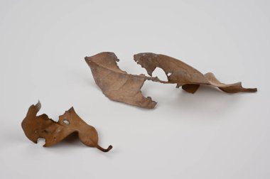 Boşluk 07 'ye düşen yapraklar