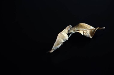 Boşluk 01 'e düşen yapraklar