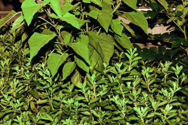 Yaprakları 01 olan bir bitkinin fotoğrafını çekmek