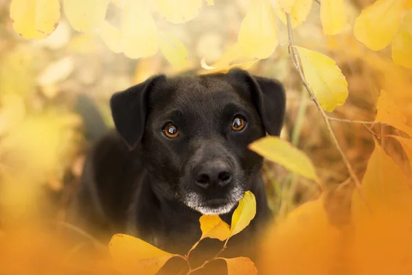 Patterdale Terrier Retrato Otoño Terrier Hola —  Fotos de Stock