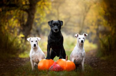 Patterdale Teriyeri ve Jack Russell. Teriyer köpeklerin sonbahar portresi. Cadılar Bayramı