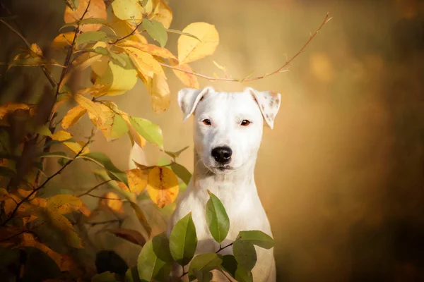 罗素在森林里的画像秋天和秋天的美丽色彩 一只白狗躺在草地上 — 图库照片