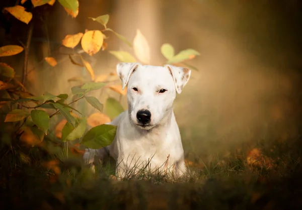 罗素在森林里的画像秋天和秋天的美丽色彩 一只白狗躺在草地上 — 图库照片