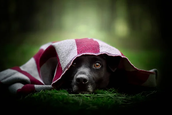 Patterdale狗狗肖像画一条披着围巾的狗躺在森林里 — 图库照片