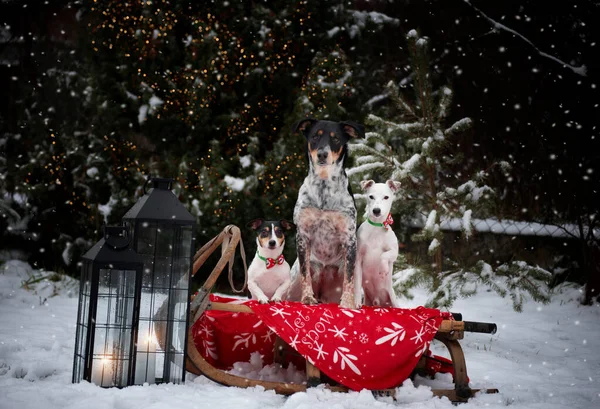 Christmas portrait of a group of dogs. Family portrait of several dogs. Winter season.