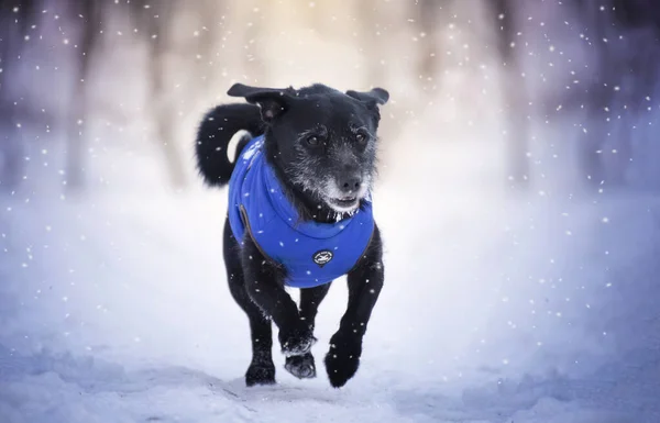 Retrato Inverno Cão Correndo Neve Inverno Também Inclui Roupas Para — Fotografia de Stock