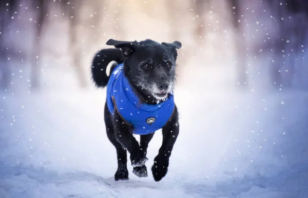 Winter Portrait Dog Running Snow Winter Also Includes Clothes Dogs 스톡 사진