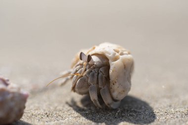 Keşiş yengeci. 500 'e yakın münzevi yengeç türü vardır. Onlara sık sık kerevit de denir. Yumuşak bir popoları var, diğer hayvanların kabuklarında saklıyorlar..