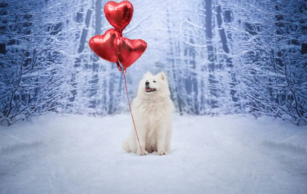 Happy Valentine\'s Day. Female Samoyed holding balloons in the shape of a heart.