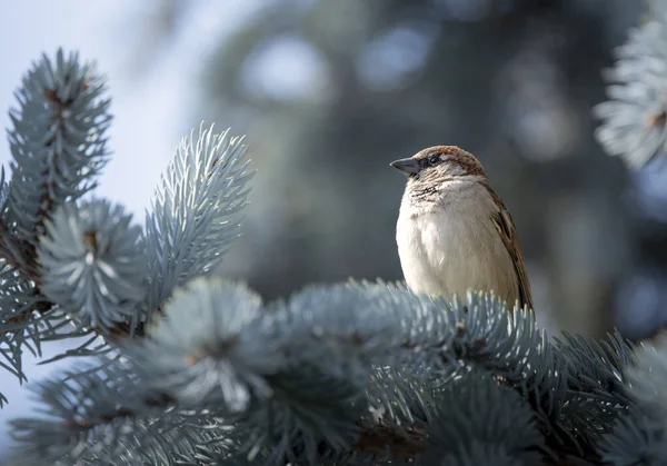 The field sparrow is a bird from the sparrow family. It is one of the most widespread birds in Europe. It nests and winters in most of the territory of Slovakia, inhabiting mainly agricultural areas.