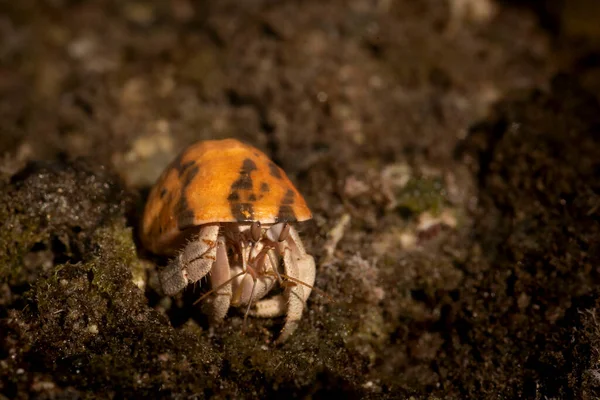 隐士蟹 有多达500种隐士蟹 它们也常被称为螃蟹鱼 它们有一个柔软的底部 隐藏在其他动物的壳中 — 图库照片
