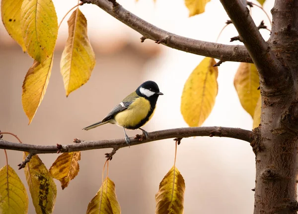 Great Tit White Cheeked Tit Largest Most Widespread Tit Tit — Stockfoto