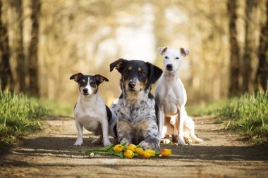 Parkta yatan köpeklerin bahar portresi. Paskalya tatilleri baharın gelişinin bayramıdır..