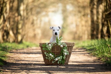 Sepette oturan bir köpeğin bahar portresi. Paskalya tatilleri baharın sembolüdür..