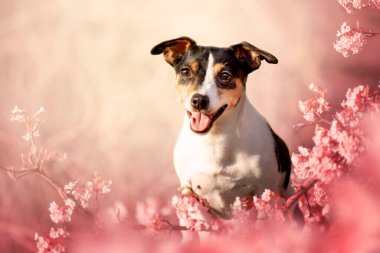 Pembe çiçekli bir köpeğin bahar portresi. Bahar en güzel zamandır. Bir köpek bir insanın en iyi dostudur.. 