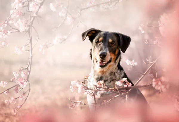 粉红花朵的狗的春天肖像 春天是最美好的时光 狗是男人最好的朋友 — 图库照片