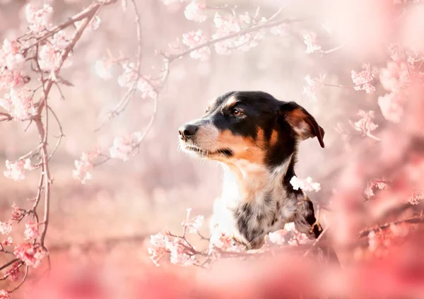 Retrato Primavera Perro Flores Rosas Primavera Momento Más Hermoso Perro —  Fotos de Stock