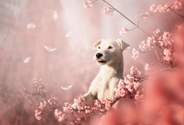 Retrato Primavera Perro Flores Rosas Primavera Momento Más Hermoso Perro —  Fotos de Stock
