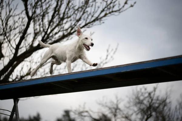 Köpeklerin çeviklik sporu. Aglity 'deki yarışlar için hazırlık. 