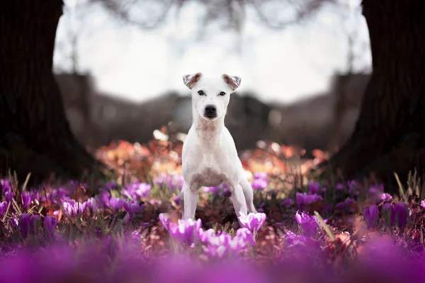 Patterdale Terrier Sentado Jardín Lleno Flores Primavera Raza Criada Reino —  Fotos de Stock