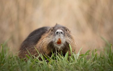 The river nutria is a larger rodent from the nutria family. River nutria sitting shyly by the river.