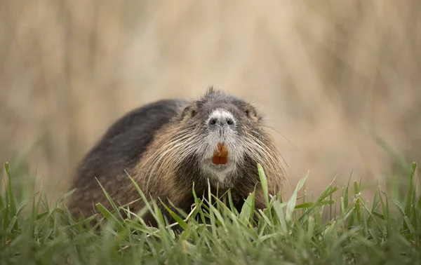River Nutria Larger Rodent Nutria Family River Nutria Sitting Shyly — 图库照片