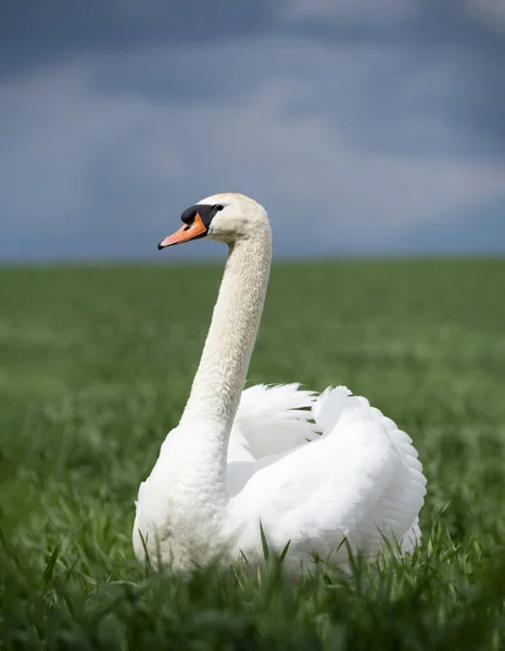Лебедь Сидящий Огромном Лугу Траве — стоковое фото