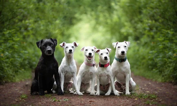 Grupo Cães Sentados Floresta Corrida Cães Agilidade — Fotografia de Stock