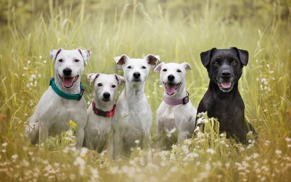 Group Dogs Sitting Forest Agility Dog Race — Stock Photo, Image