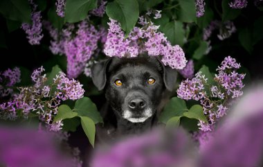 Patterdale terrier sitting in lilac. Portrait of a dog.
