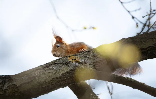 Red squirrel climbing trees. Animals living in Europe.
