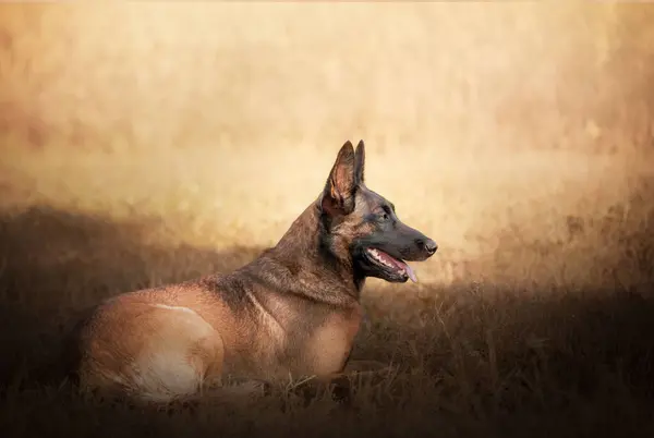 Eğitimdeki bir Malinois köpeğinin portresi, çimenlerde dinleniyor..