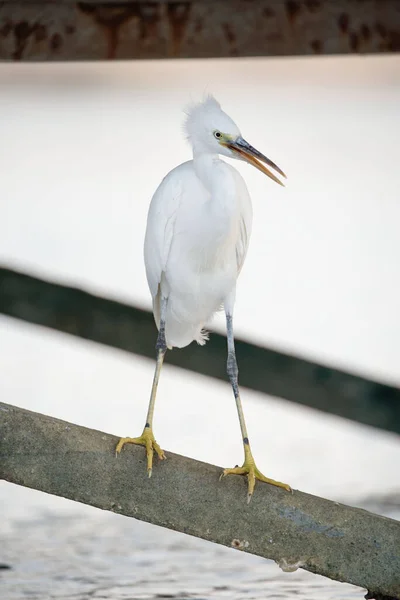 Kızıl Deniz 'in rıhtımında avını bekleyen bir balıkçıl..