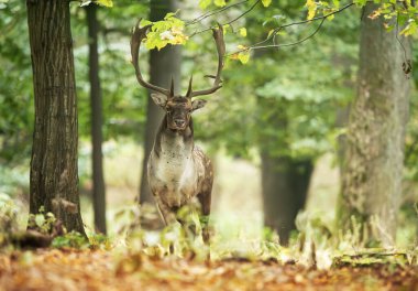 Dama dama ve yılın önemli bir dönemi, dişi monotonluğu..
