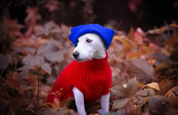 Mavi şapkalı bir teriyerin sonbahar portresi. 