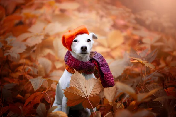 Sonbahar sezonu boyunca turuncu bereli bir teriyerin portresi..