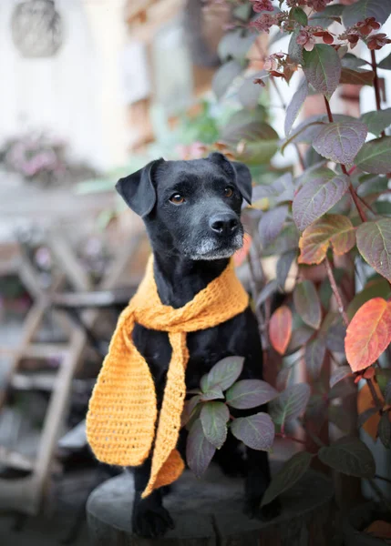 Patterdale Teriyer portresi. Kahve içmek için durduk..