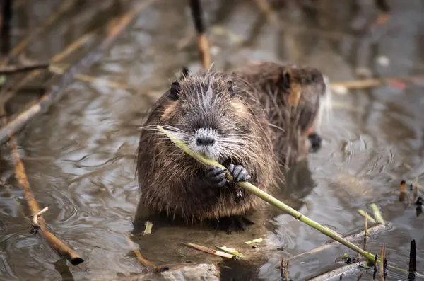 The river nutria is a larger rodent from the nutria family. River nutria sitting shyly by the river.