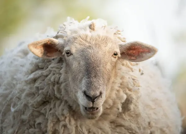 Yerli koyun portresi