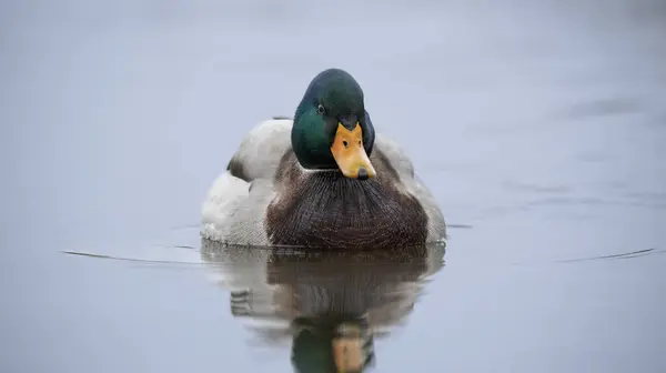 Erkek yaban ördeği portresi. Latince adı Anas platyrhynchos. Erkek ördeğin tüyleri gri, kahverengi bir göğüs, kahverengi bir sırt ve kuyruğun üstünde ve altında siyah bir parça bulunur.. 