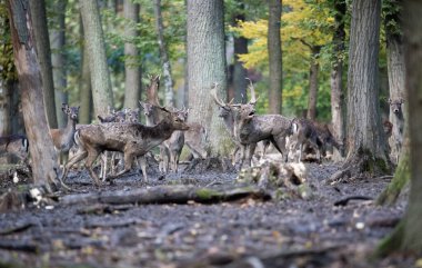 Dama Dama portresi. Dane Estrus zamanının en güzel zamanında yakalandılar.. 