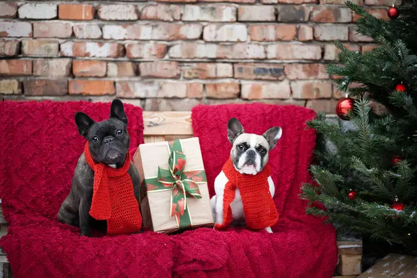 Bulldog 'ların Noel portresi. Köpekler için mutlu Noeller.. 