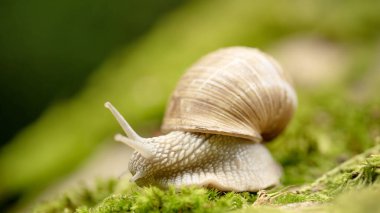 Bahçe salyangozu (eski yaygın salyangoz; eski yaygın salyangoz, bahçe salyangozu, latin. Helix pomatia) Koyu çizgili sarı-kahverengi bir kabuğu var..