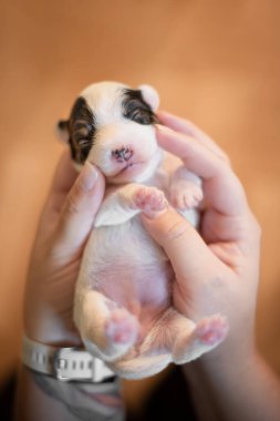 Rahip Russell Terrier köpek yavrusu insan eli büyüklüğünde.. 